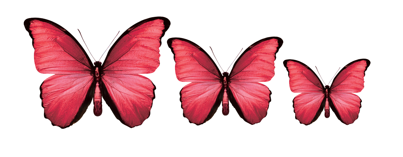 Acrylic Butterfly Garden Wall Art