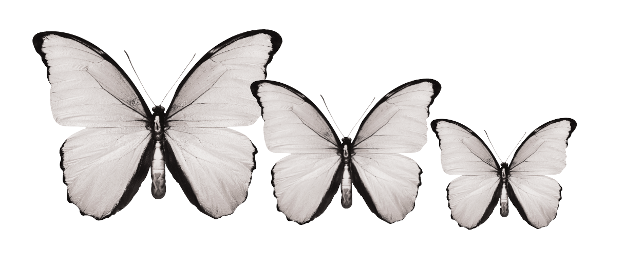 Acrylic Butterfly Garden Wall Art