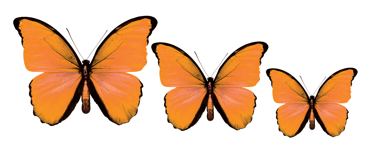 Acrylic Butterfly Garden Wall Art