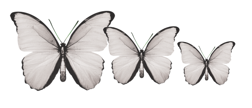 Acrylic Butterfly Garden Wall Art