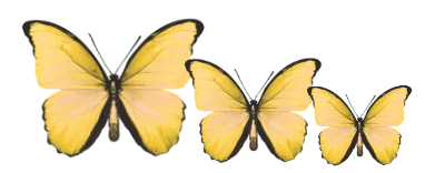 Acrylic Butterfly Garden Wall Art